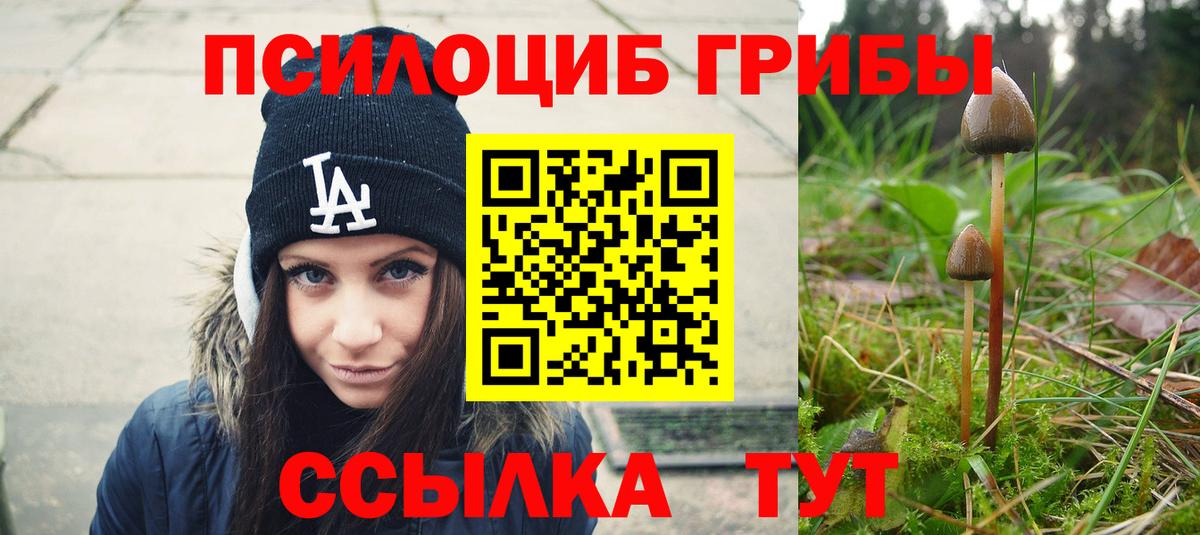 Галлюциногенные грибы Psilocybe Ессентуки